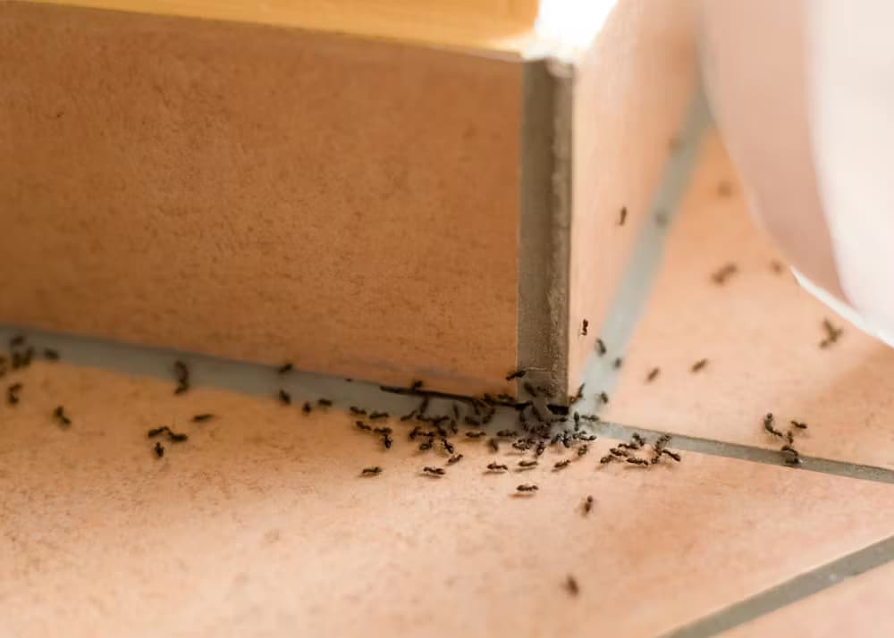 Close-up of ants — ant control and extermination in Arroyo Grande